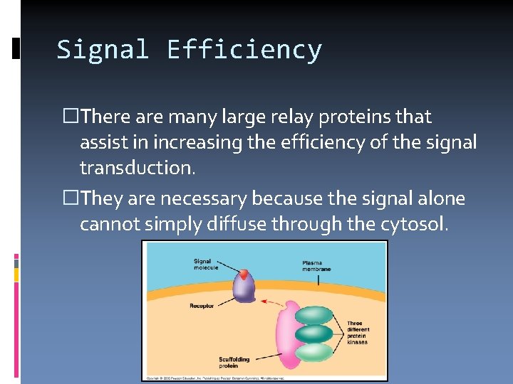 Signal Efficiency �There are many large relay proteins that assist in increasing the efficiency