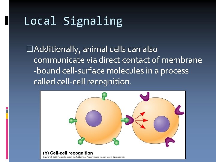 Local Signaling �Additionally, animal cells can also communicate via direct contact of membrane -bound