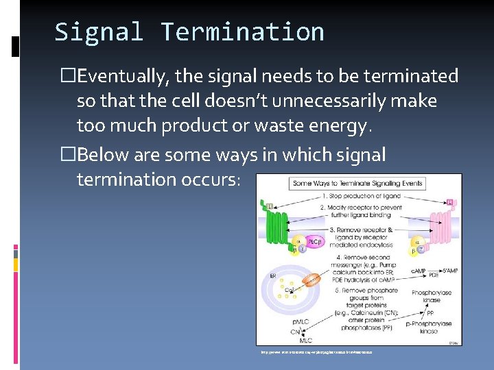 Signal Termination �Eventually, the signal needs to be terminated so that the cell doesn’t