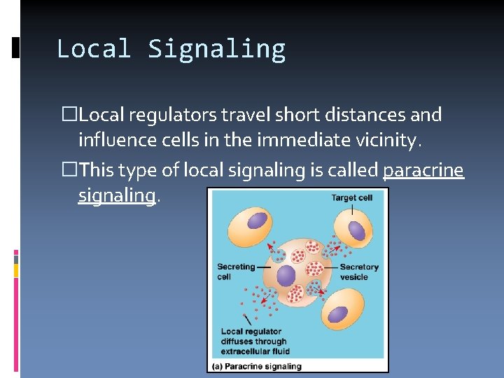 Local Signaling �Local regulators travel short distances and influence cells in the immediate vicinity.