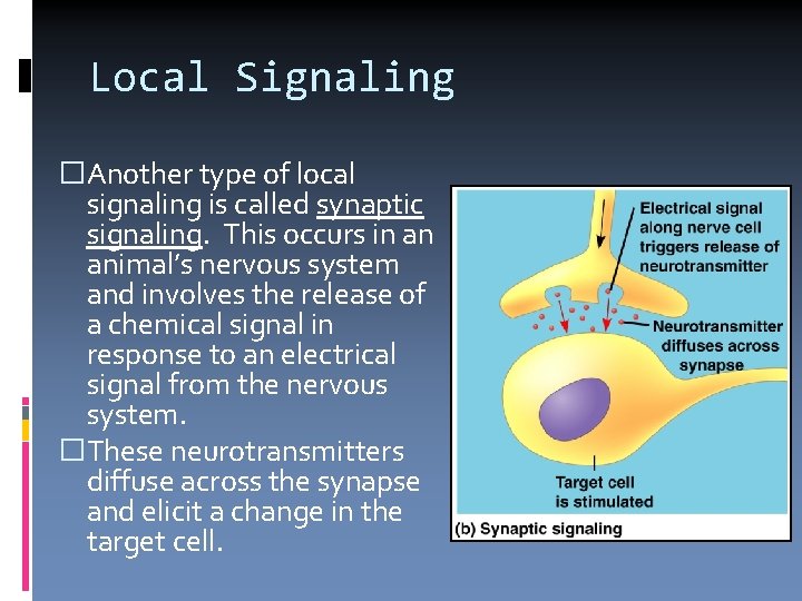 Local Signaling �Another type of local signaling is called synaptic signaling. This occurs in