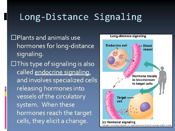 Long-Distance Signaling �Plants and animals use hormones for long-distance signaling. �This type of signaling