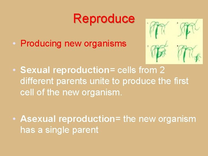 Reproduce • Producing new organisms • Sexual reproduction= cells from 2 different parents unite