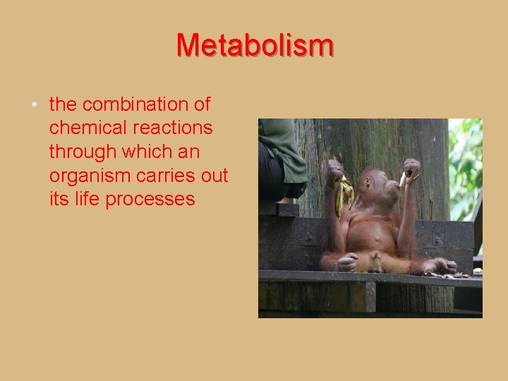 Metabolism • the combination of chemical reactions through which an organism carries out its