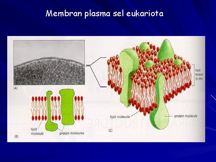 Membran plasma sel eukariota 
