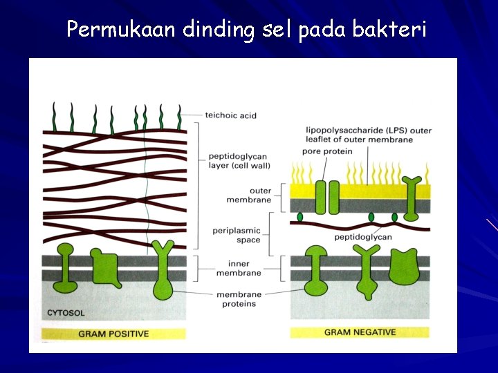 Permukaan dinding sel pada bakteri 