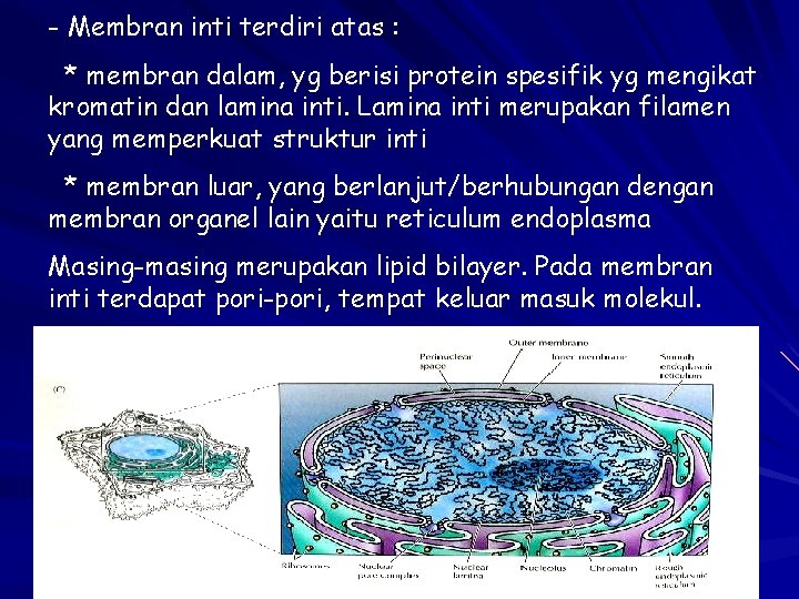 - Membran inti terdiri atas : * membran dalam, yg berisi protein spesifik yg