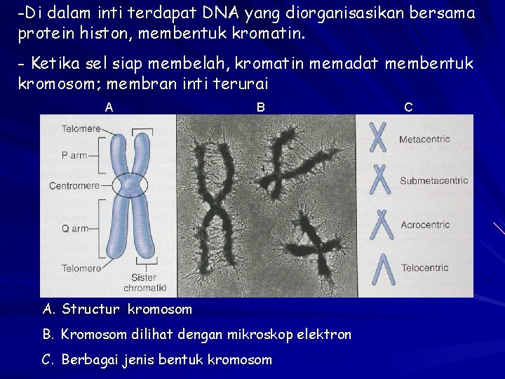 -Di dalam inti terdapat DNA yang diorganisasikan bersama protein histon, membentuk kromatin. - Ketika