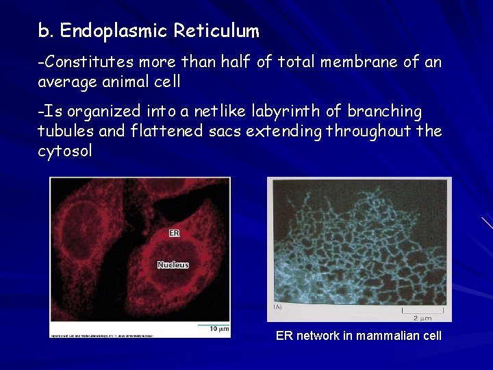 b. Endoplasmic Reticulum -Constitutes more than half of total membrane of an average animal