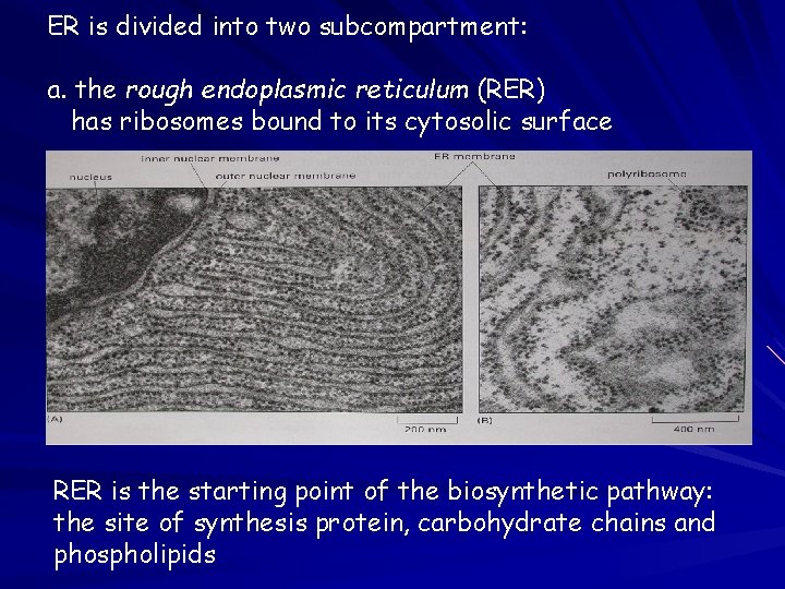 ER is divided into two subcompartment: a. the rough endoplasmic reticulum (RER) has ribosomes