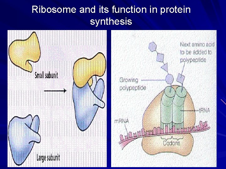 Ribosome and its function in protein synthesis 