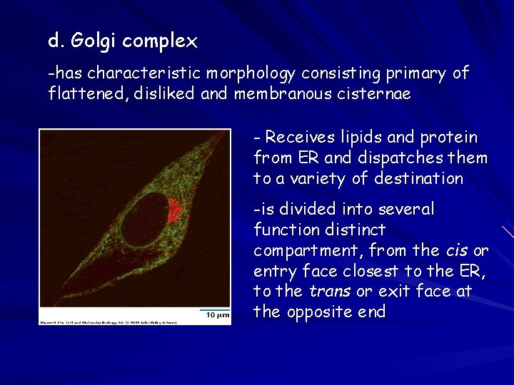 d. Golgi complex -has characteristic morphology consisting primary of flattened, disliked and membranous cisternae