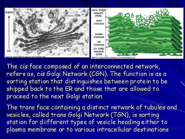 The cis face composed of an interconnected network, refers as, cis Golgi Network (CGN).