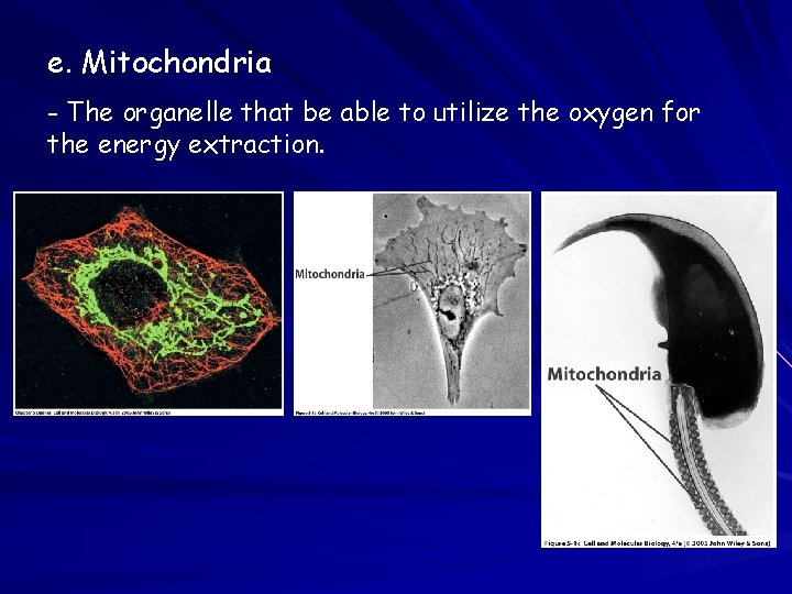 e. Mitochondria - The organelle that be able to utilize the oxygen for the