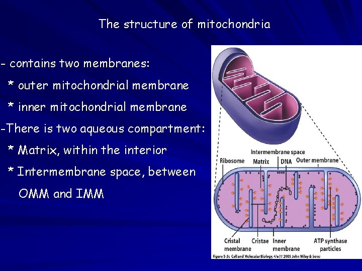 The structure of mitochondria - contains two membranes: * outer mitochondrial membrane * inner
