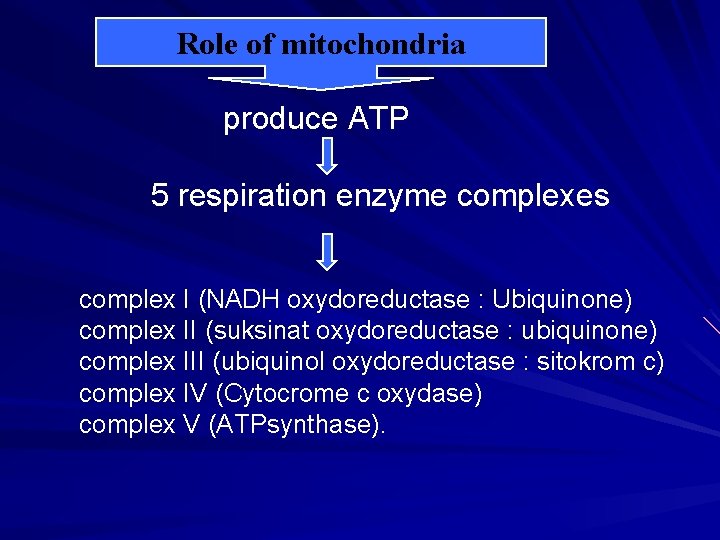 Role of mitochondria produce ATP 5 respiration enzyme complexes complex I (NADH oxydoreductase :