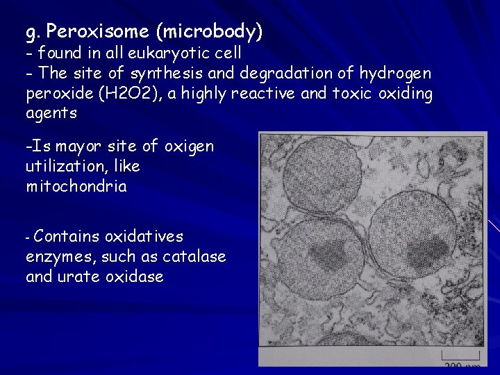 g. Peroxisome (microbody) - found in all eukaryotic cell - The site of synthesis