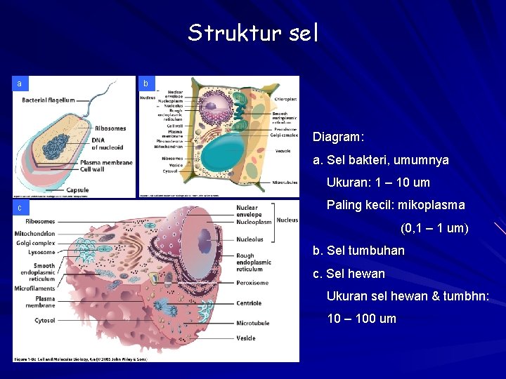 Struktur sel a b Diagram: a. Sel bakteri, umumnya Ukuran: 1 – 10 um