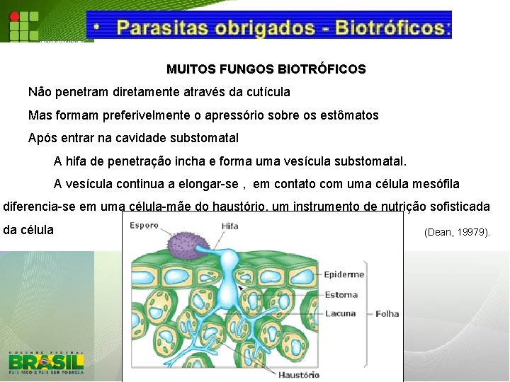 MUITOS FUNGOS BIOTRÓFICOS Não penetram diretamente através da cutícula Mas formam preferivelmente o apressório