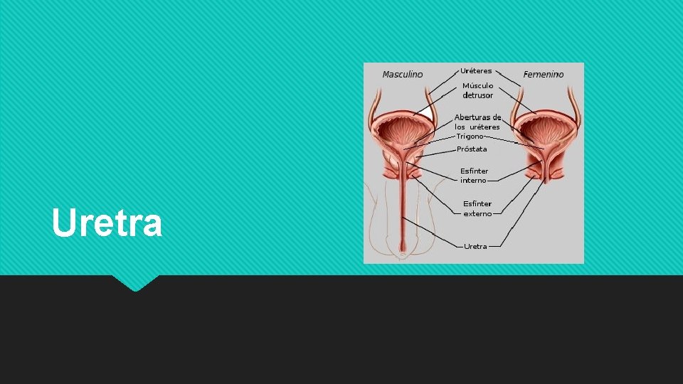 Uretra 