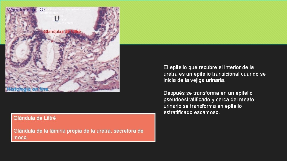 El epitelio que recubre el interior de la uretra es un epitelio transicional cuando