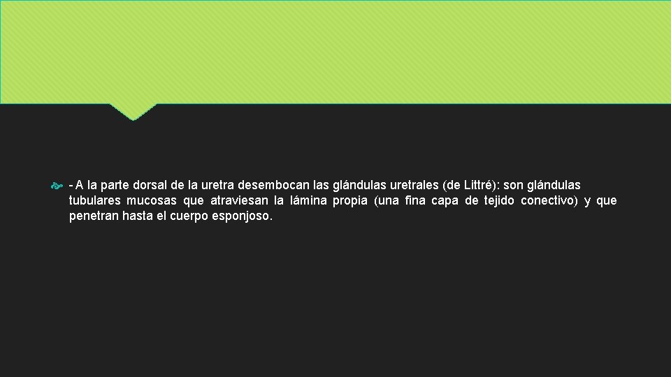  - A la parte dorsal de la uretra desembocan las glándulas uretrales (de
