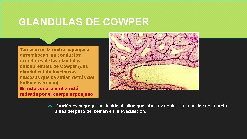 GLANDULAS DE COWPER También en la uretra esponjosa desembocan los conductos excretores de las