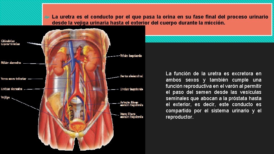  La uretra es el conducto por el que pasa la orina en su