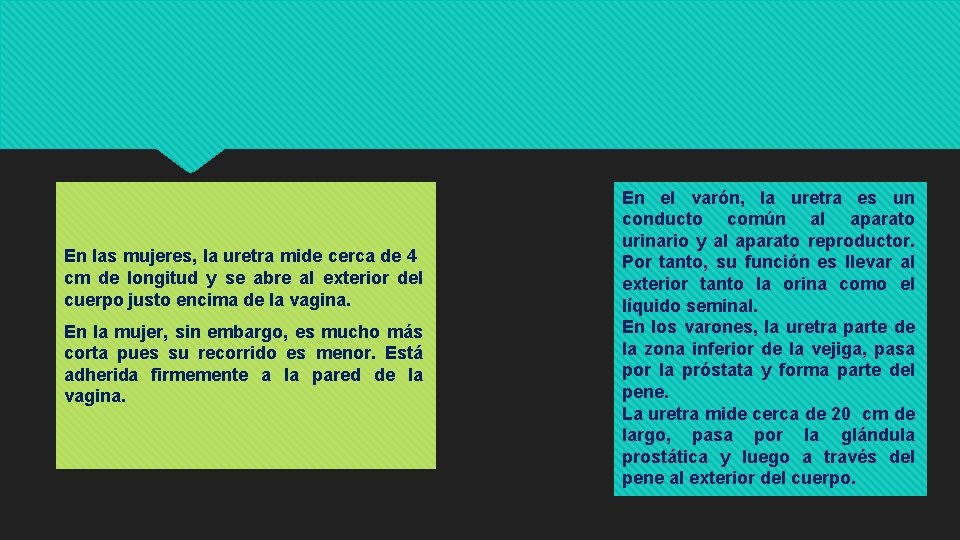 En las mujeres, la uretra mide cerca de 4 cm de longitud y se