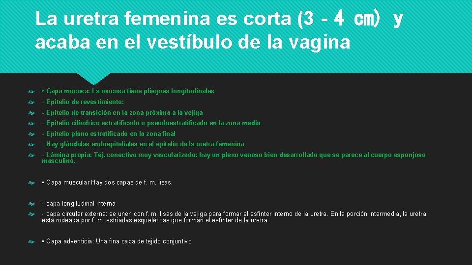 La uretra femenina es corta (3‐ 4 cm) y acaba en el vestíbulo de