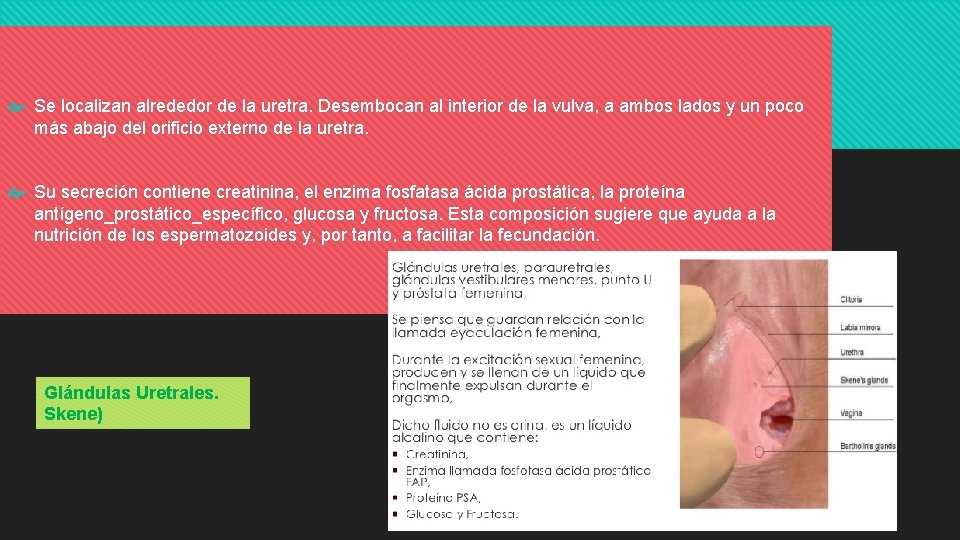  Se localizan alrededor de la uretra. Desembocan al interior de la vulva, a