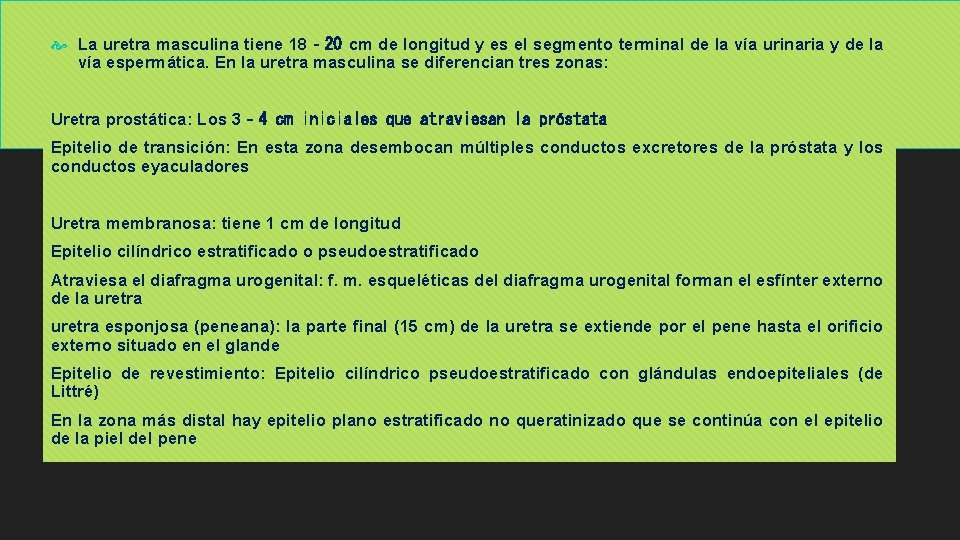  La uretra masculina tiene 18‐ 20 cm de longitud y es el segmento