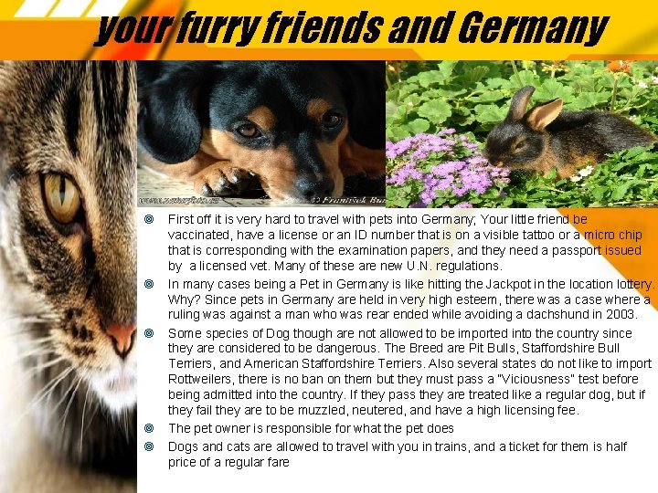 your furry friends and Germany First off it is very hard to travel with