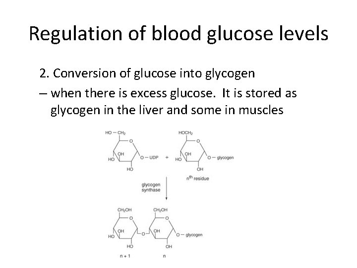 Regulation of blood glucose levels 2. Conversion of glucose into glycogen – when there