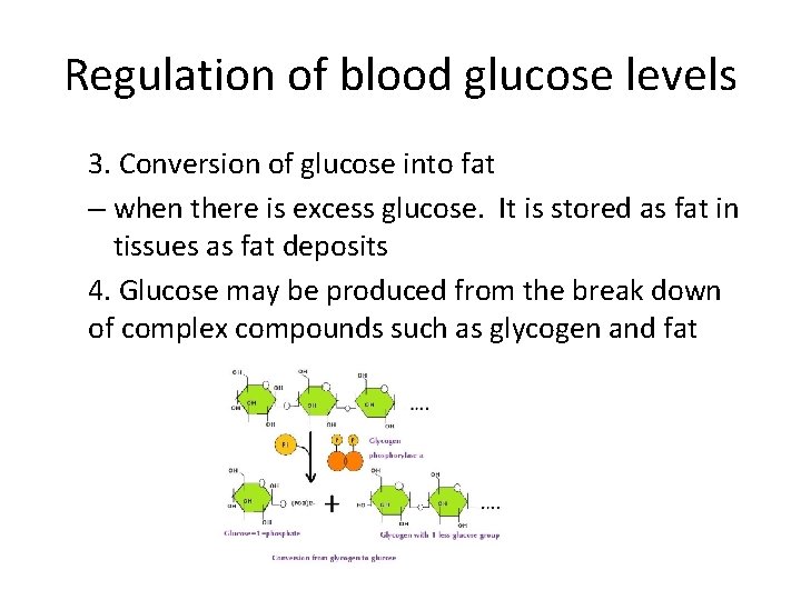 Regulation of blood glucose levels 3. Conversion of glucose into fat – when there