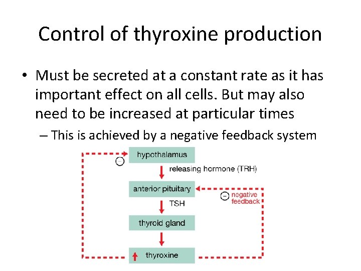 Control of thyroxine production • Must be secreted at a constant rate as it