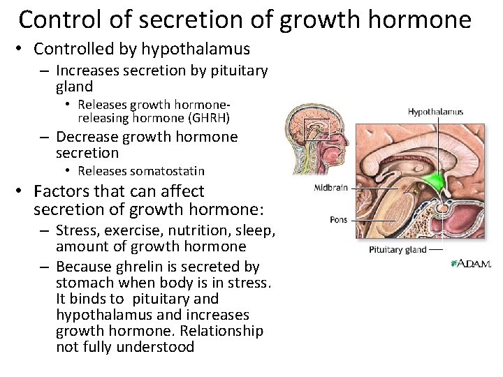 Control of secretion of growth hormone • Controlled by hypothalamus – Increases secretion by