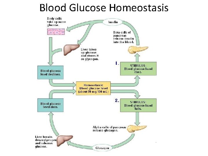 Blood Glucose Homeostasis 