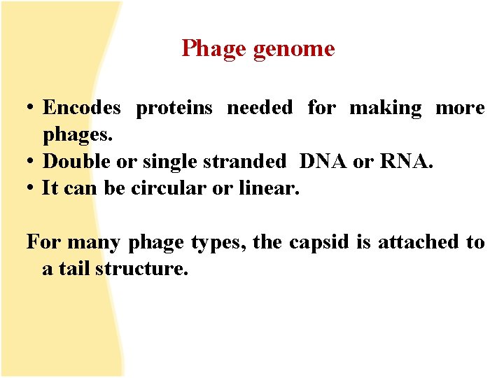 Phage genome • Encodes proteins needed for making more phages. • Double or single