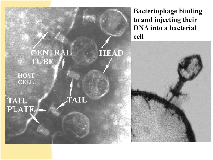 Bacteriophage binding to and injecting their DNA into a bacterial cell 