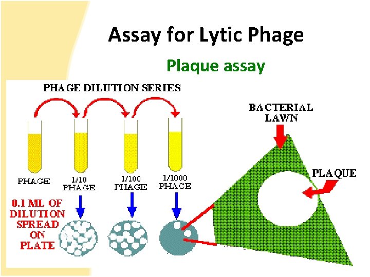 Assay for Lytic Phage Plaque assay 