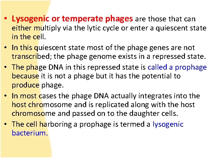  • Lysogenic or temperate phages are those that can • • either multiply