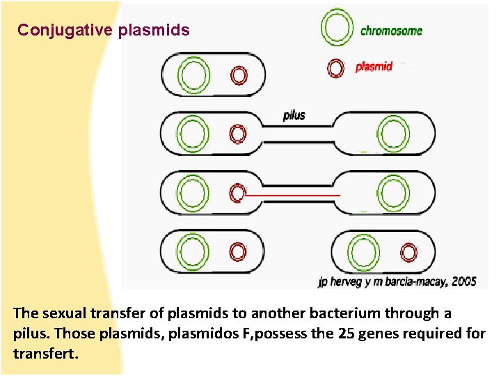 Conjugative plasmids The sexual transfer of plasmids to another bacterium through a pilus. Those