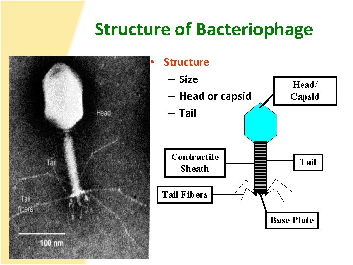 Structure of Bacteriophage • Structure – Size – Head or capsid – Tail Contractile