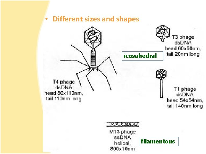  • Different sizes and shapes icosahedral filamentous 