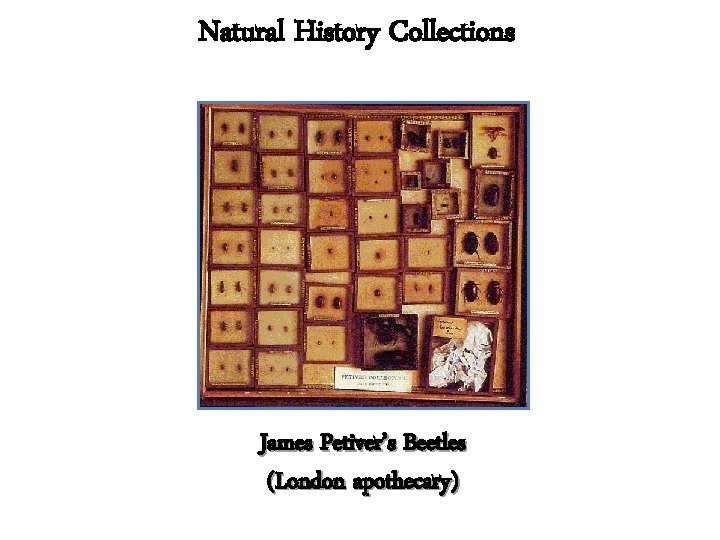 Natural History Collections James Petiver’s Beetles (London apothecary) 