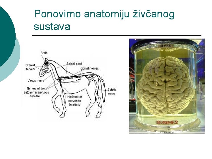 Ponovimo anatomiju živčanog sustava 