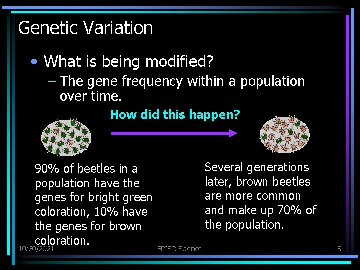 Genetic Variation • What is being modified? – The gene frequency within a population