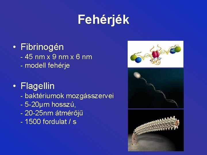 Fehérjék • Fibrinogén - 45 nm x 9 nm x 6 nm - modell