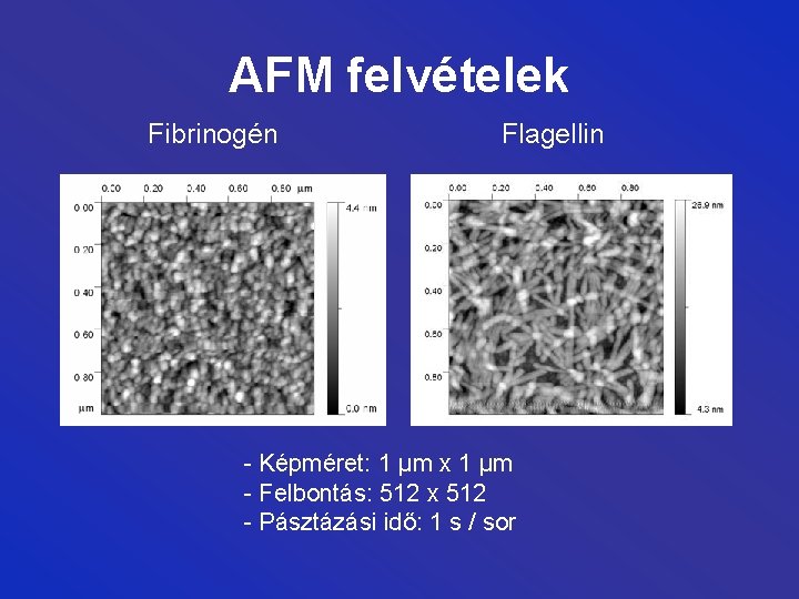 AFM felvételek Fibrinogén Flagellin - Képméret: 1 µm x 1 µm - Felbontás: 512